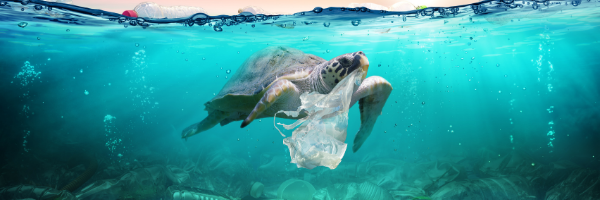 Turtle eating a plastic bag.